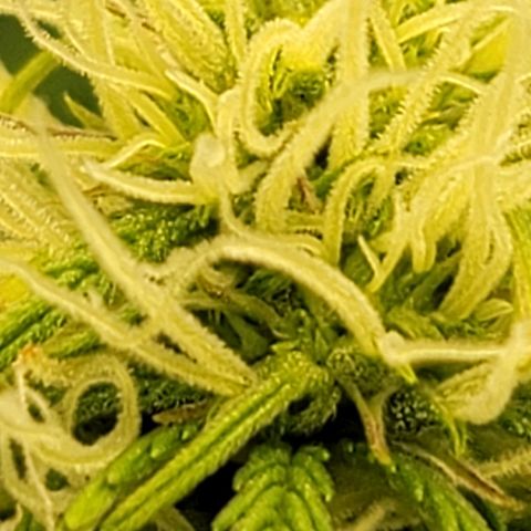 Sally growlog timeline photo