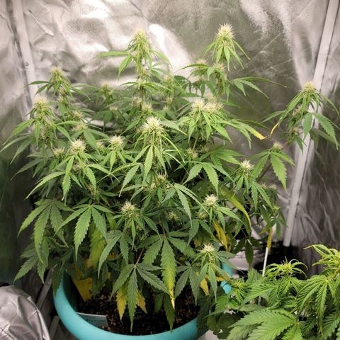 Sally growlog timeline photo