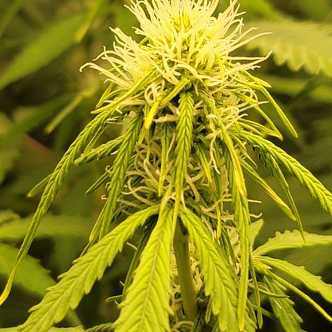 Sally growlog timeline photo