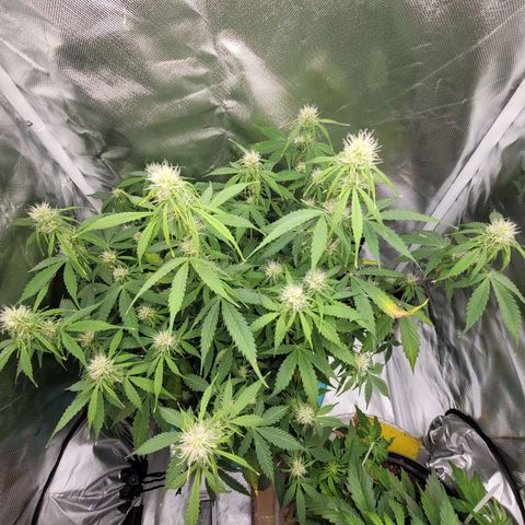 Sally growlog timeline photo