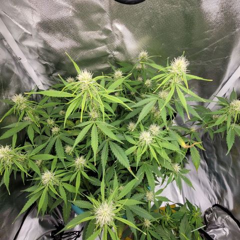 Sally growlog timeline photo