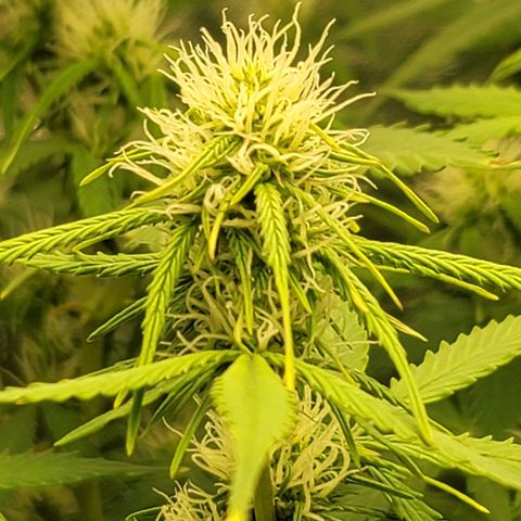 Sally growlog timeline photo