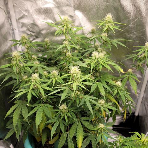 Sally growlog timeline photo