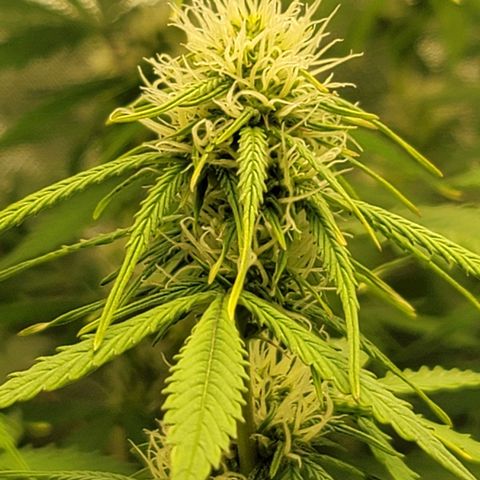 Sally growlog timeline photo