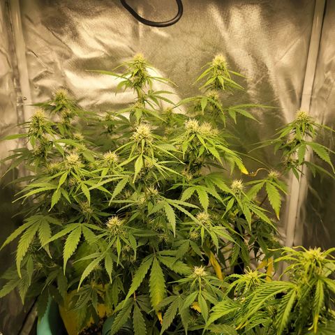 Sally growlog timeline photo