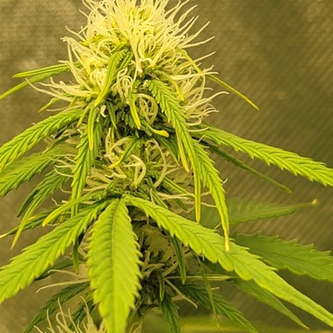 Sally growlog timeline photo