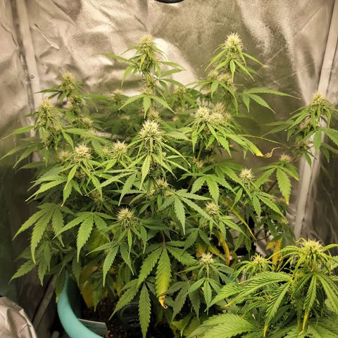 Sally growlog timeline photo