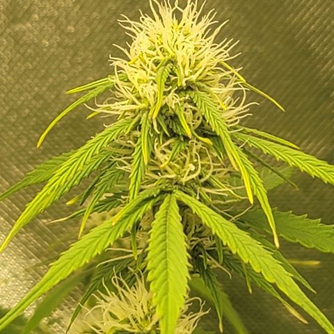 Sally growlog timeline photo