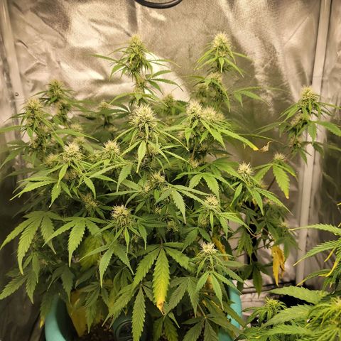 Sally growlog timeline photo