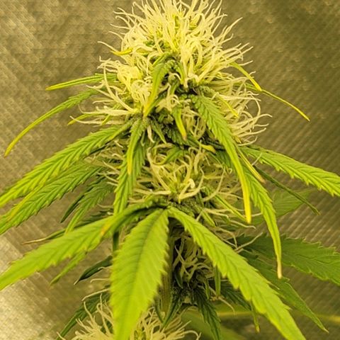 Sally growlog timeline photo