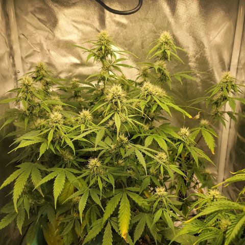 Sally growlog timeline photo