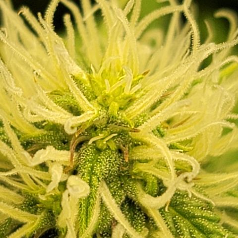 Sally growlog timeline photo
