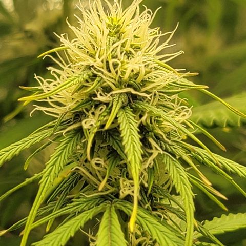 Sally growlog timeline photo