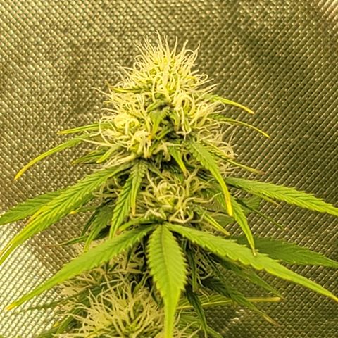 Sally growlog timeline photo