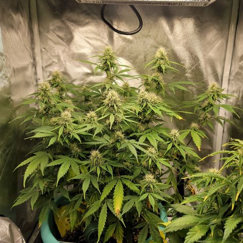 Sally growlog timeline photo