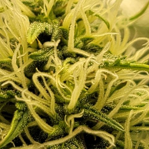 Sally growlog timeline photo