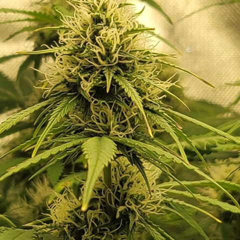 Sally growlog timeline photo