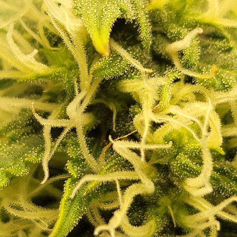 Sally growlog timeline photo
