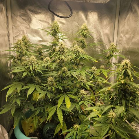 Sally growlog timeline photo