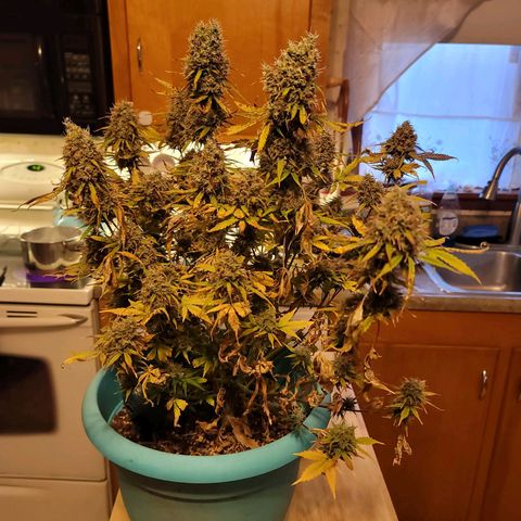 Sally growlog timeline photo