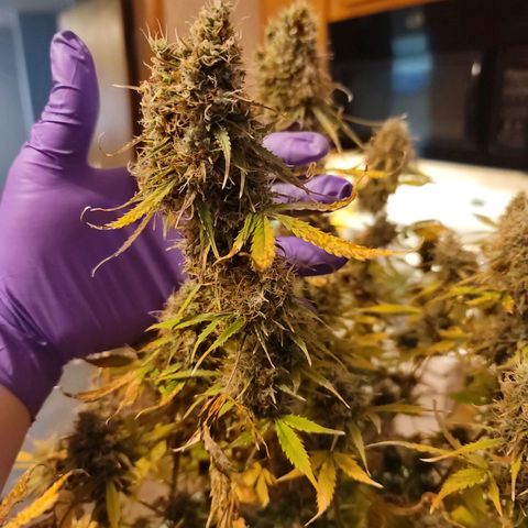 Sally growlog timeline photo