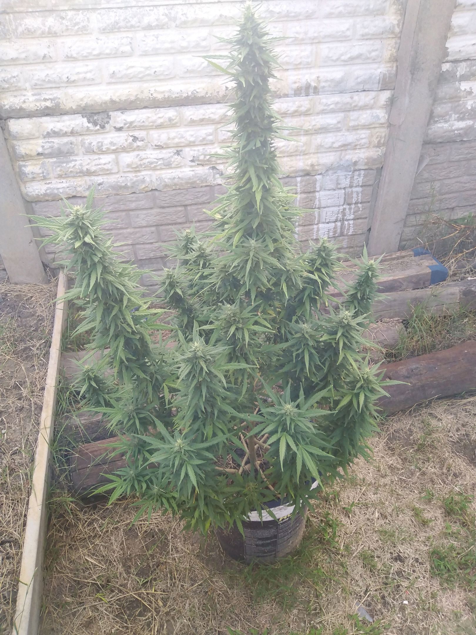 Amnesia Haze growlog header