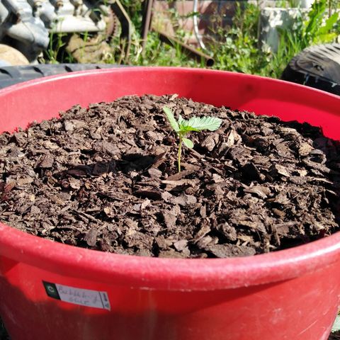 Bubbleberry glue growlog photo: 1 week after transplant..... Looks to be growing well 