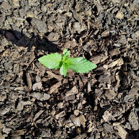 Bubbleberry glue growlog photo: 1 week after transplant..... Looks to be growing well 