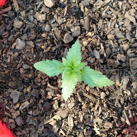 Bubbleberry glue growlog photo: Looks to be growing well 