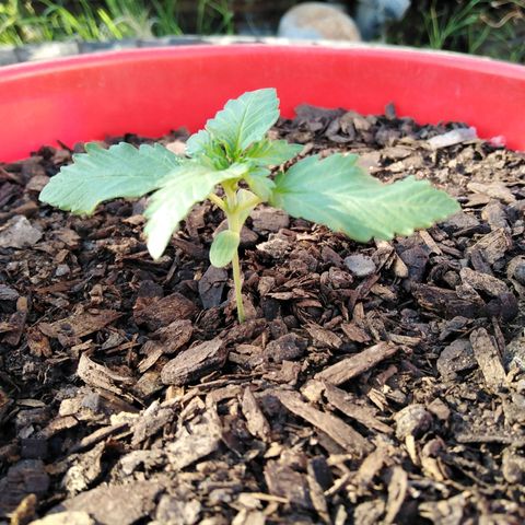 Bubbleberry glue growlog photo: Looks to be growing well 