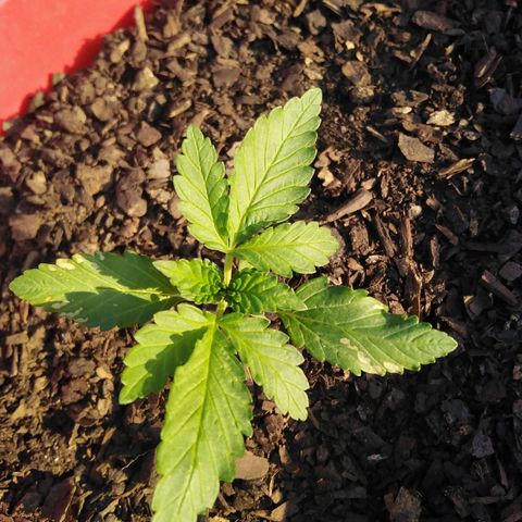 Bubbleberry glue growlog timeline photo