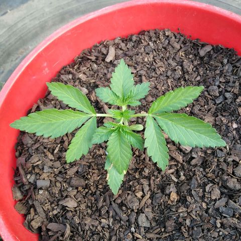Bubbleberry glue growlog timeline photo