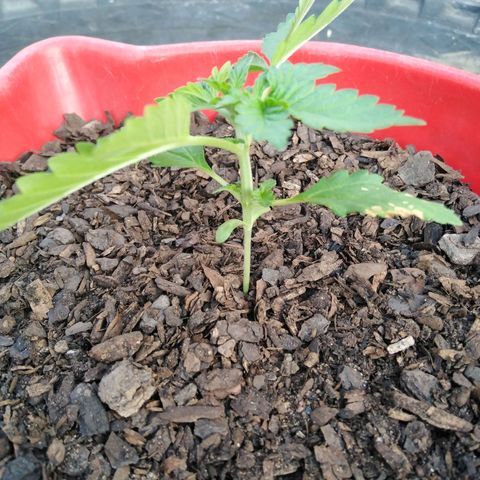 Bubbleberry glue growlog timeline photo
