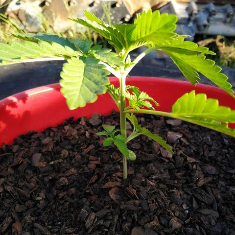 Bubbleberry glue growlog timeline photo