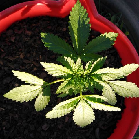 Bubbleberry glue growlog timeline photo