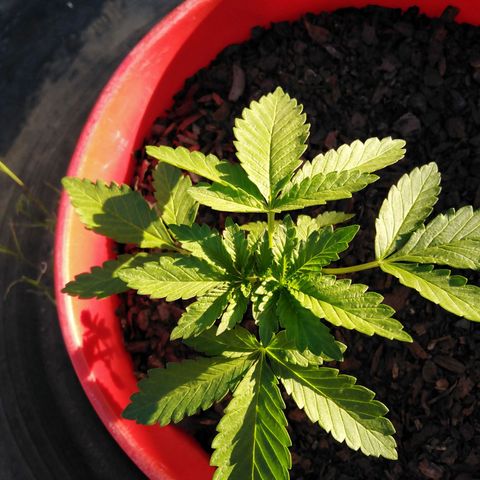 Bubbleberry glue growlog timeline photo