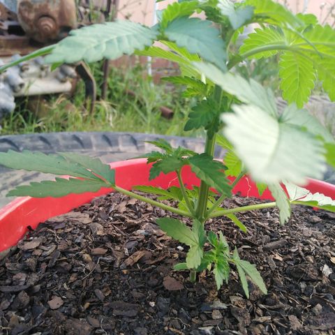 Bubbleberry glue growlog timeline photo