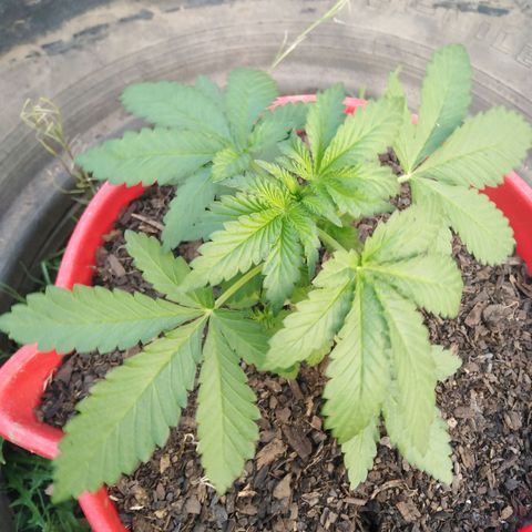 Bubbleberry glue growlog timeline photo
