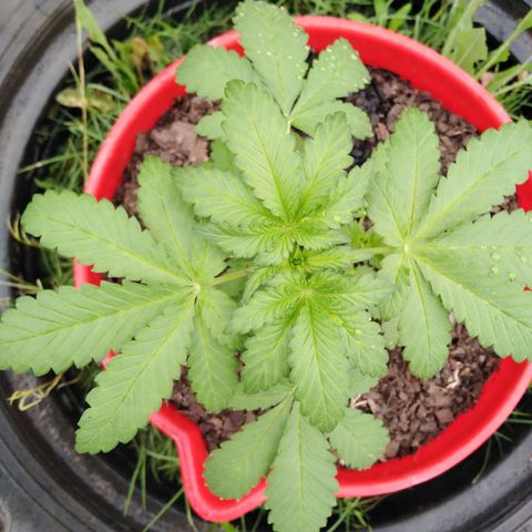 Bubbleberry glue growlog timeline photo
