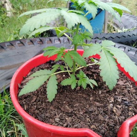 Bubbleberry glue growlog timeline photo