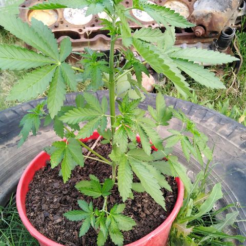 Bubbleberry glue growlog timeline photo