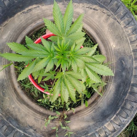 Bubbleberry glue growlog timeline photo
