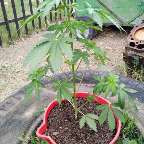 Bubbleberry glue growlog timeline photo