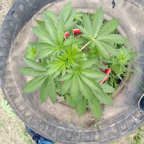 Bubbleberry glue growlog timeline photo