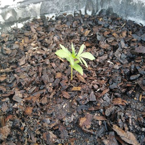 Amnesia Haze growlog timeline photo