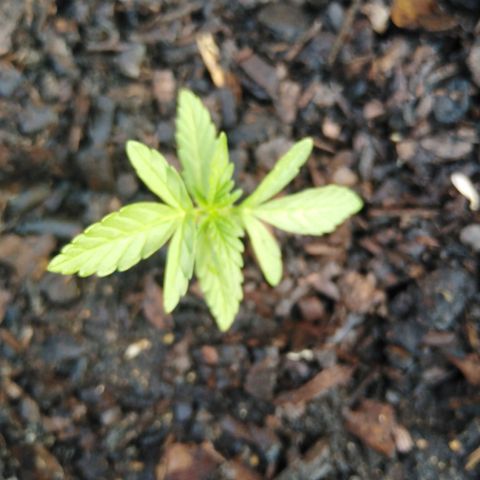 Amnesia Haze growlog timeline photo