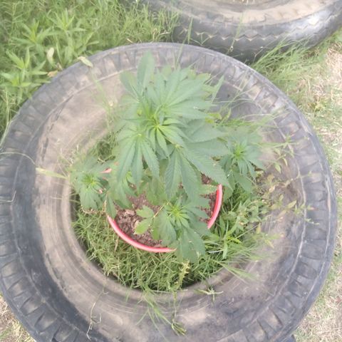Bubbleberry glue growlog timeline photo