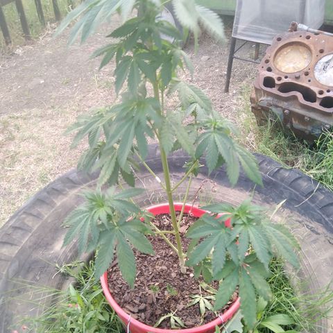 Bubbleberry glue growlog timeline photo