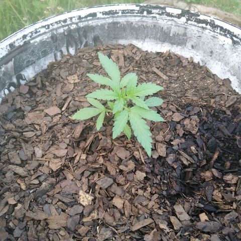 Amnesia Haze growlog timeline photo