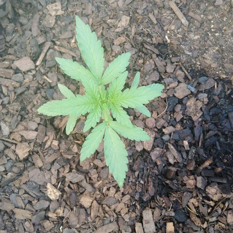 Amnesia Haze growlog timeline photo